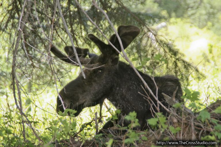 Yellowstone National Park Animals – The Cross Studio